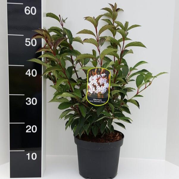 Viburnum farreri December Dwarf  3 Ltr pot