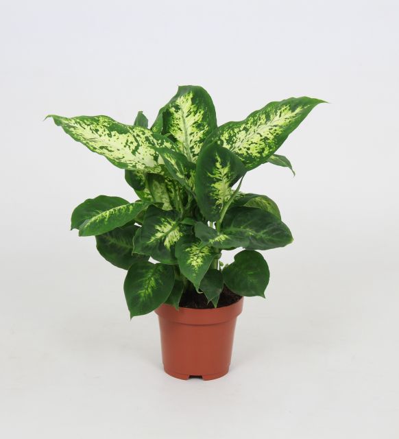 Dieffenbachia Compacta  P12