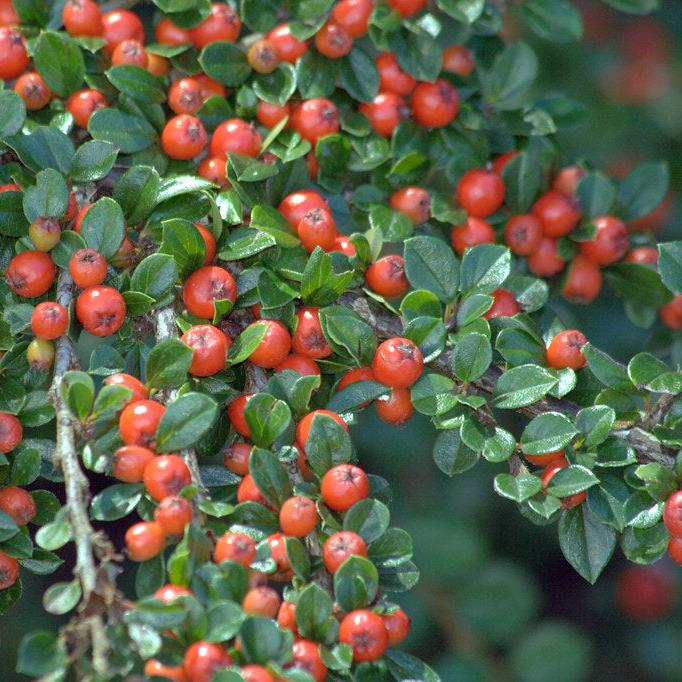 Cotoneaster horizontalis