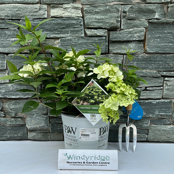 HYDRANGEA Fairytrail Green