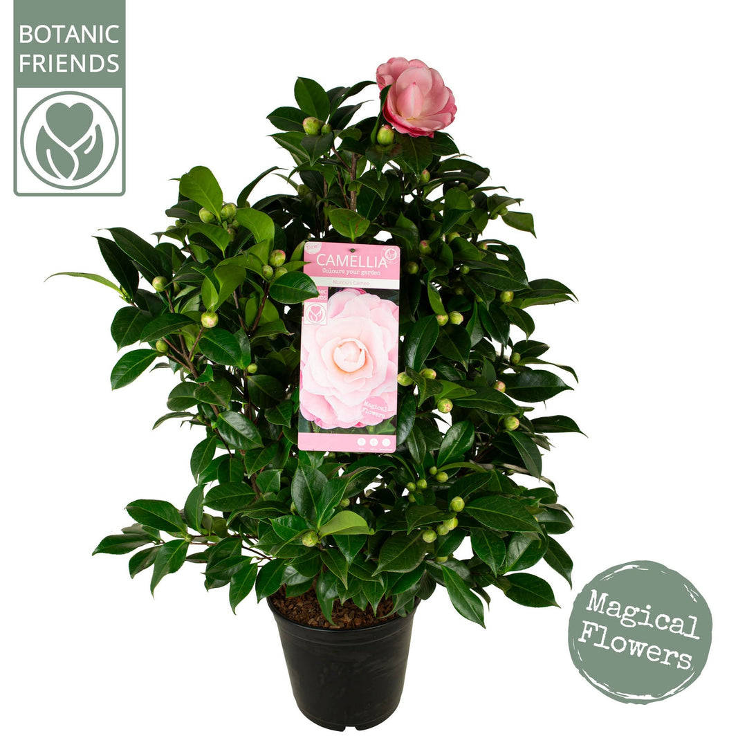 Camellia jap Nuccios Cameo