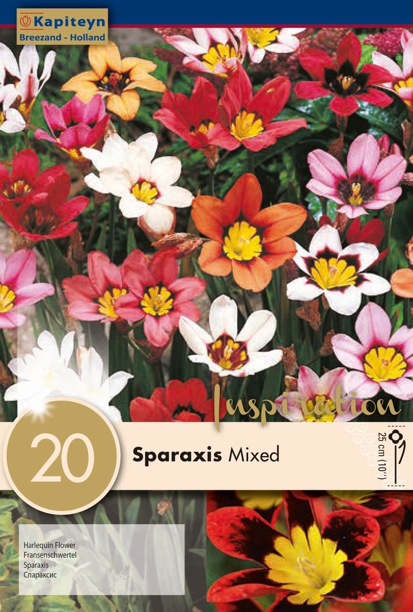 SPARAXIS MIXED COLOURS x 20