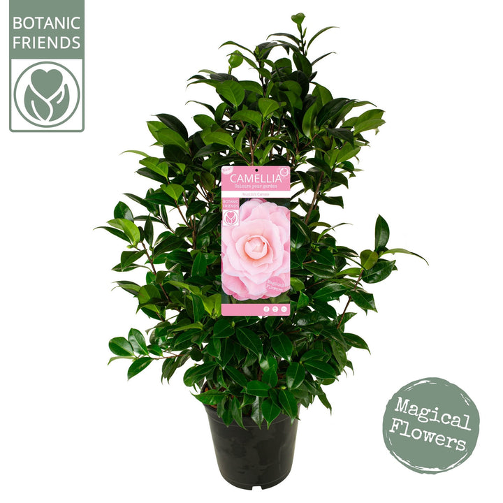 Camellia jap Nuccios Cameo