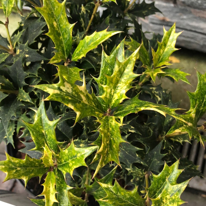 OSMANTHUS-HETEROPHYLLA-TRICOLOR-Leaf