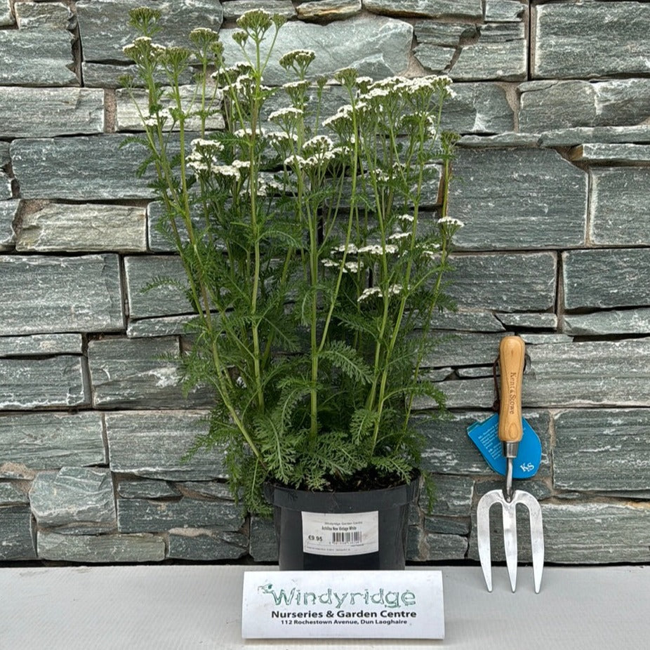 Achillea New Vintage White