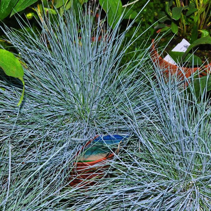 Festuca-glauca-Intense-Blue-Grass-1