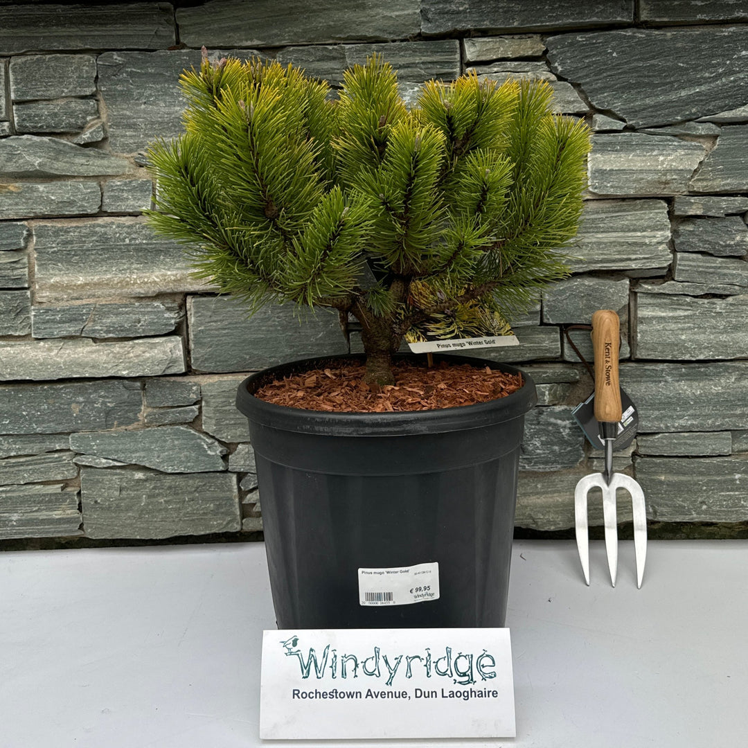 Pinus mugo Winter Gold  30-40 CM C15