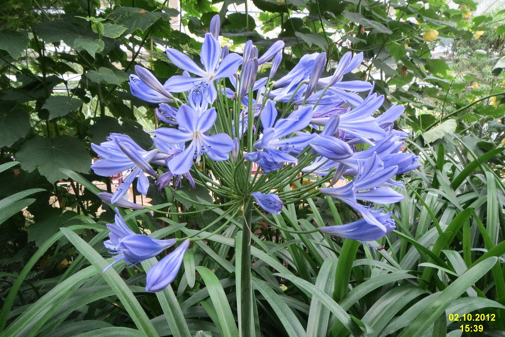 Agapanthus Blue Cloud