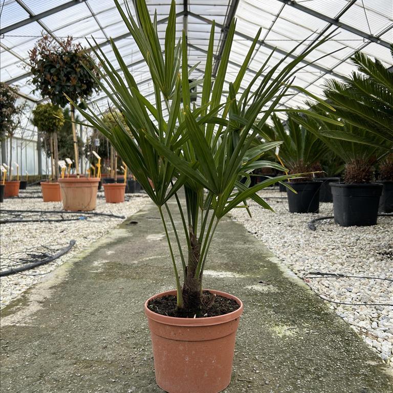 CHAMAEROPS EXCELSA (Trachycarpus fortunei) CLT 3