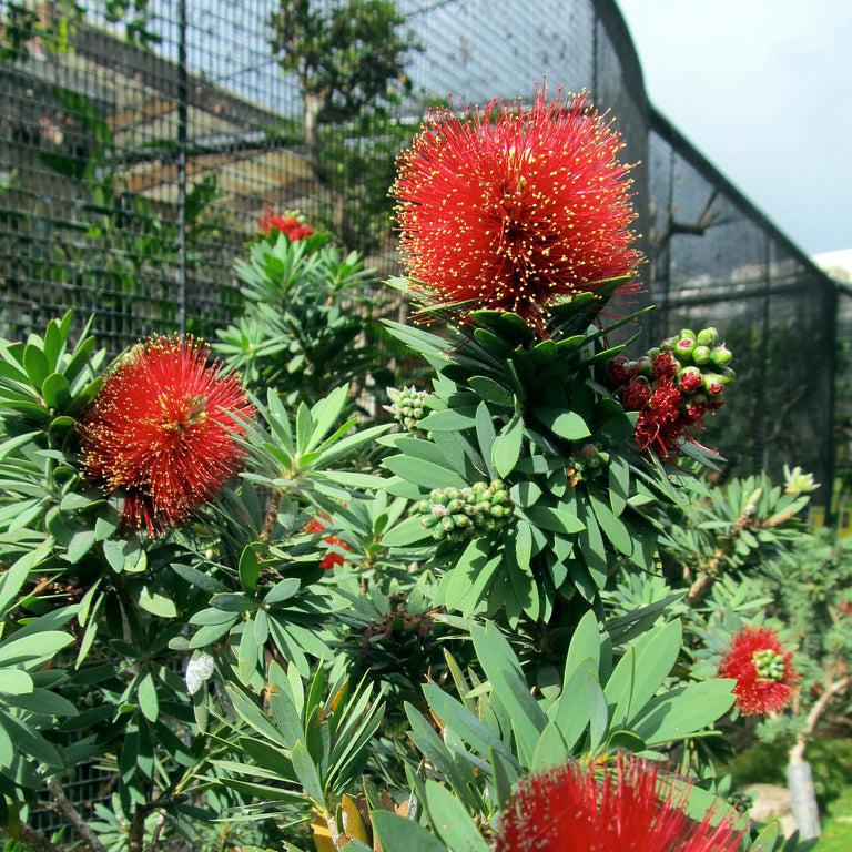 CALLISTEMON RIGIDUS