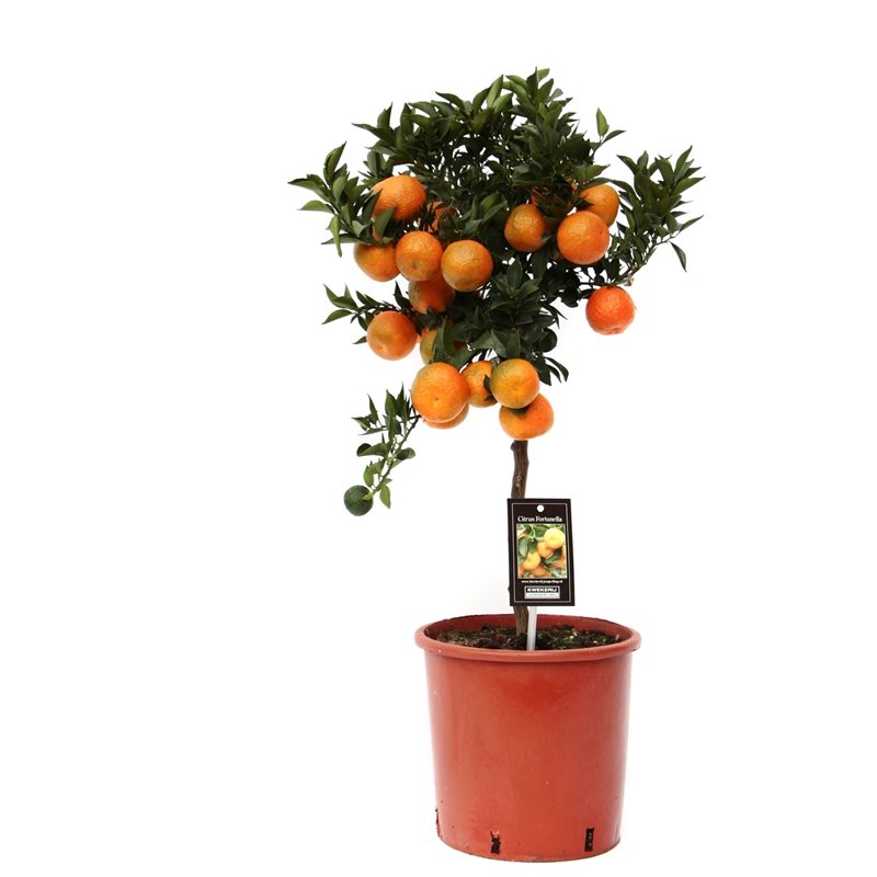 Citrus Manderin  P22 stem