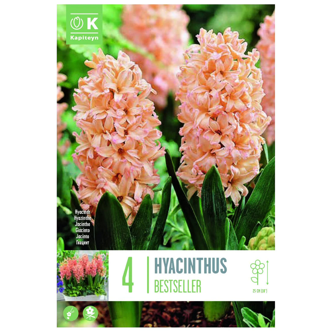 HYACINTHUS BESTSELLER X 4