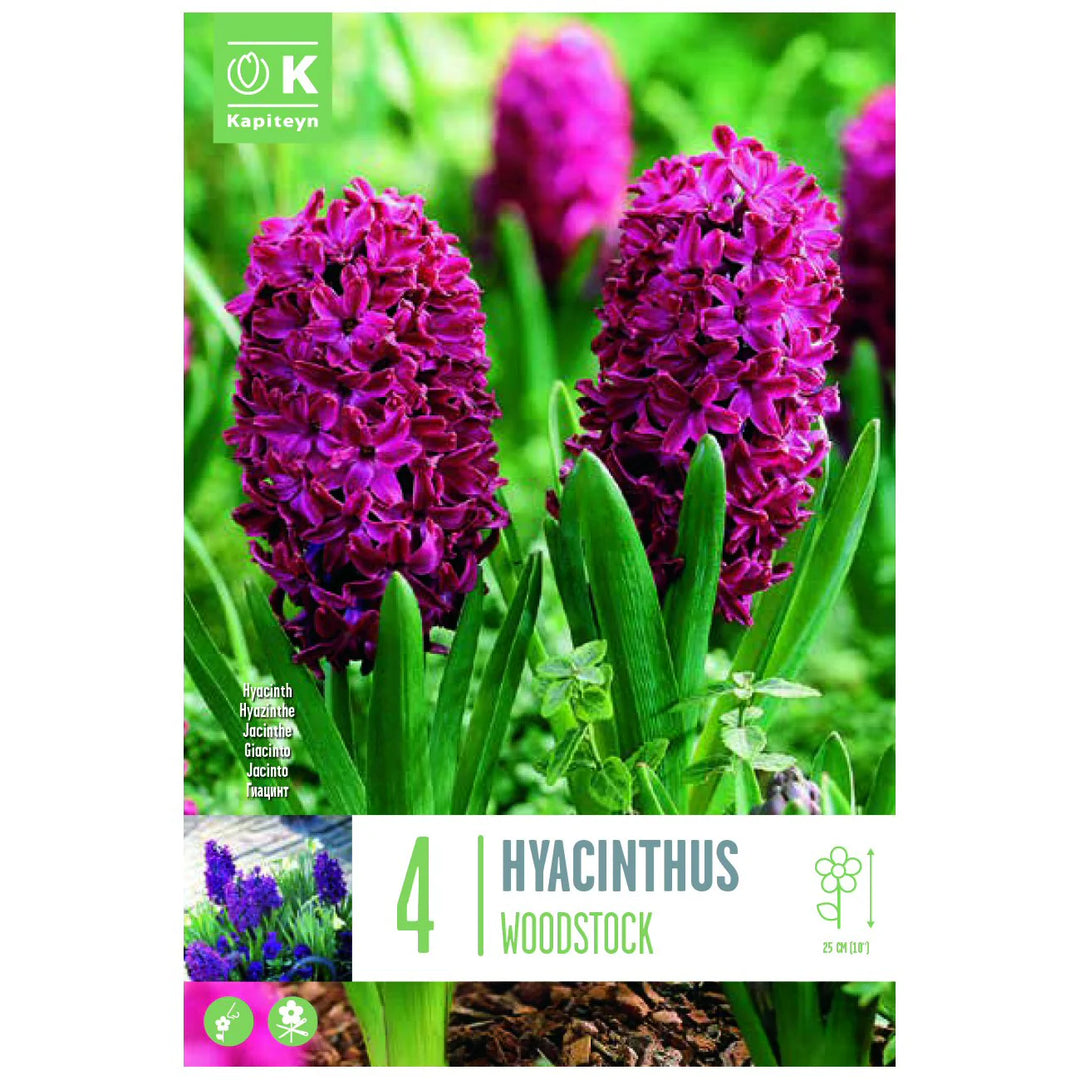 HYACINTHUS WOODSTOCK X 4