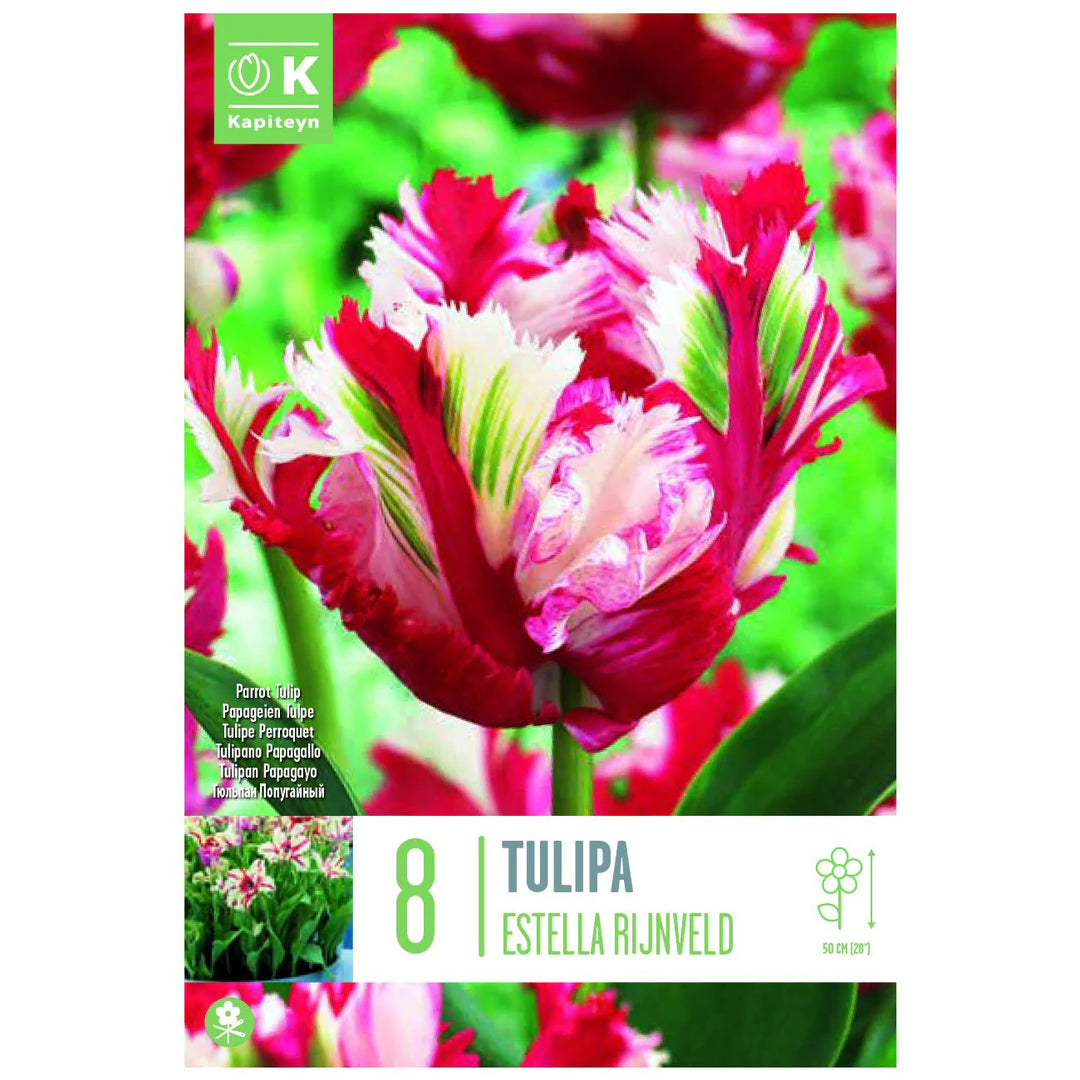 TULIPA ESTELLA RIJNVELD X 8