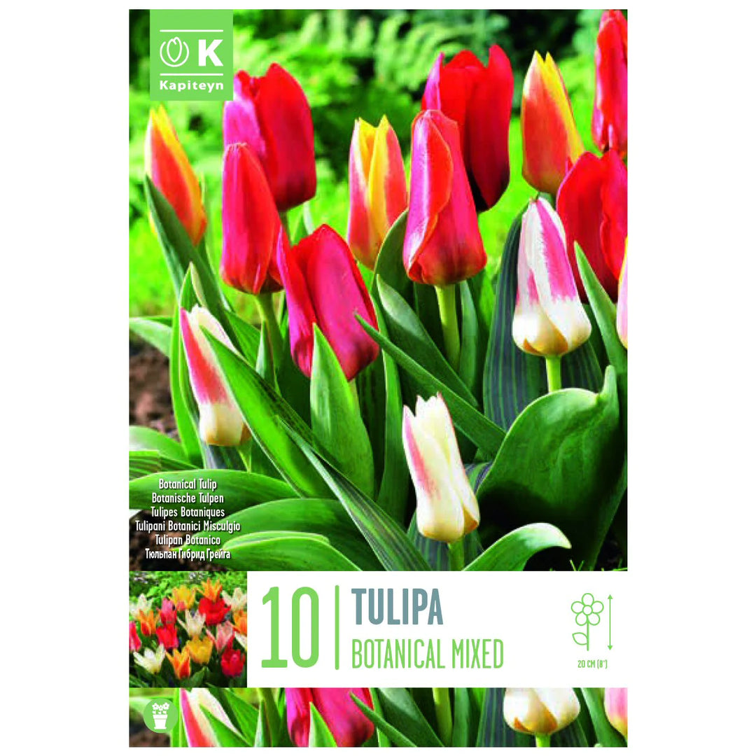 TULIPA BOTANICAL MIXED COLOURS X 10