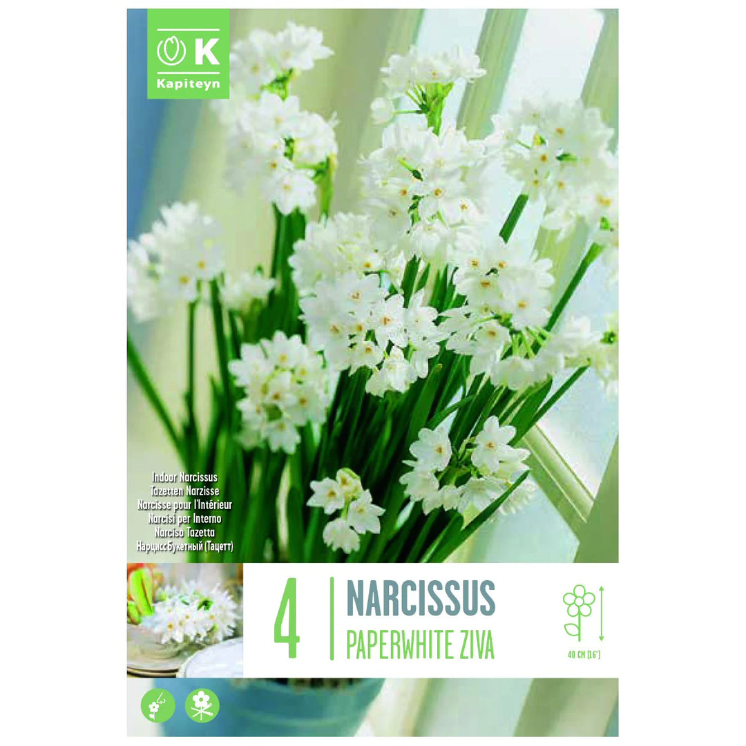 NARCISSUS PAPERWHITE ZIVA X 4