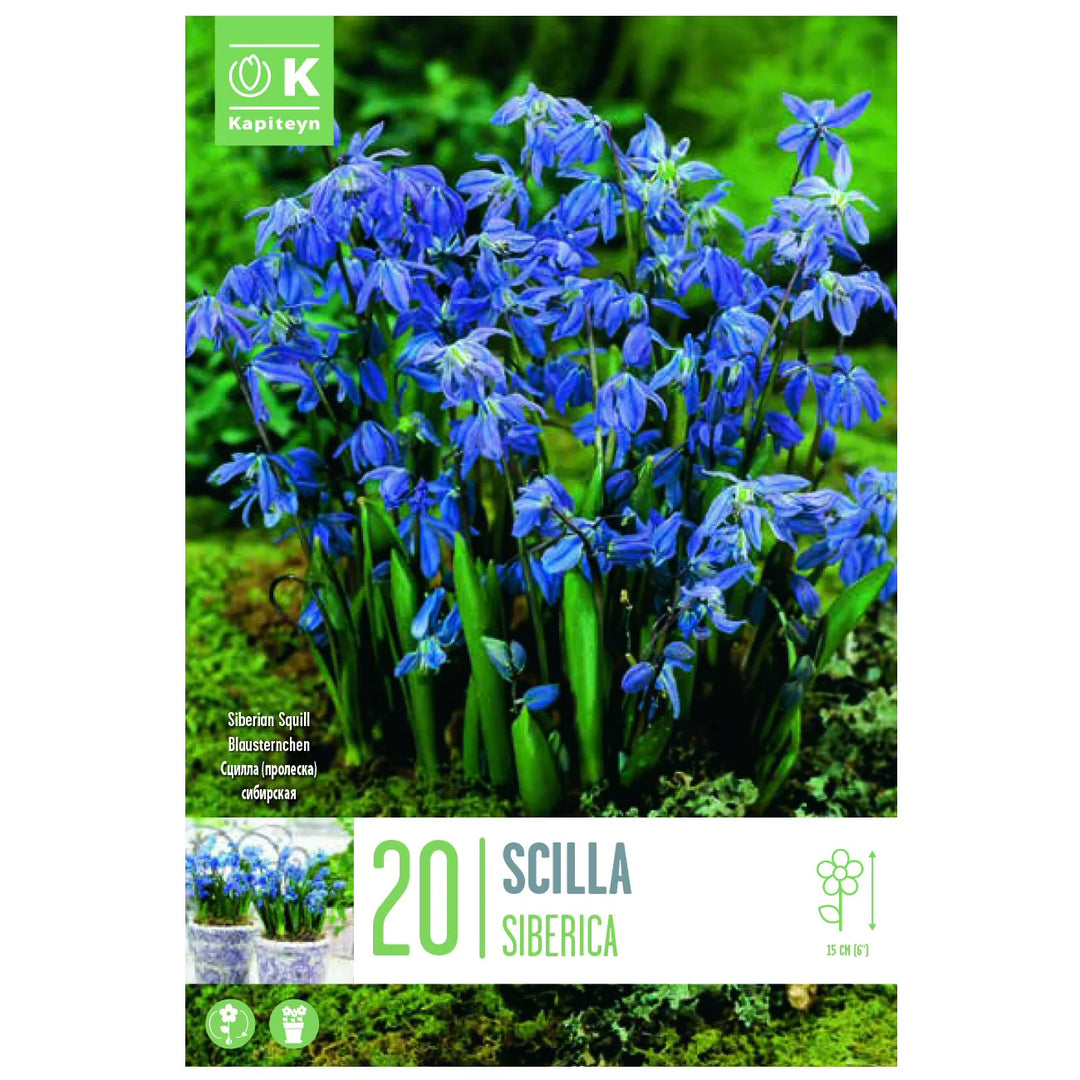 SCILLA SIBERICA x 20