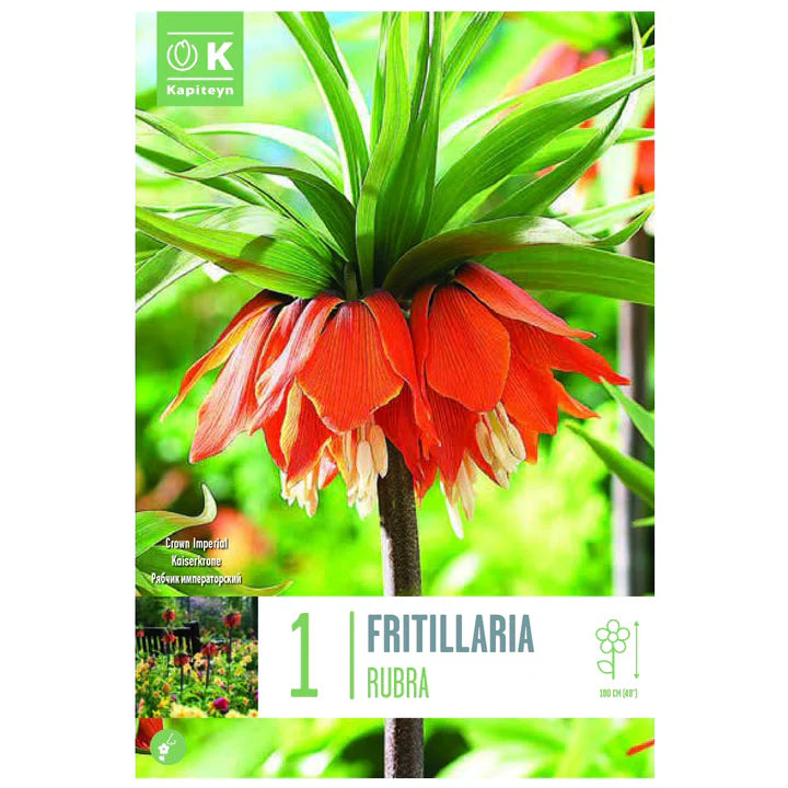 FRITILLARIA RUBRA