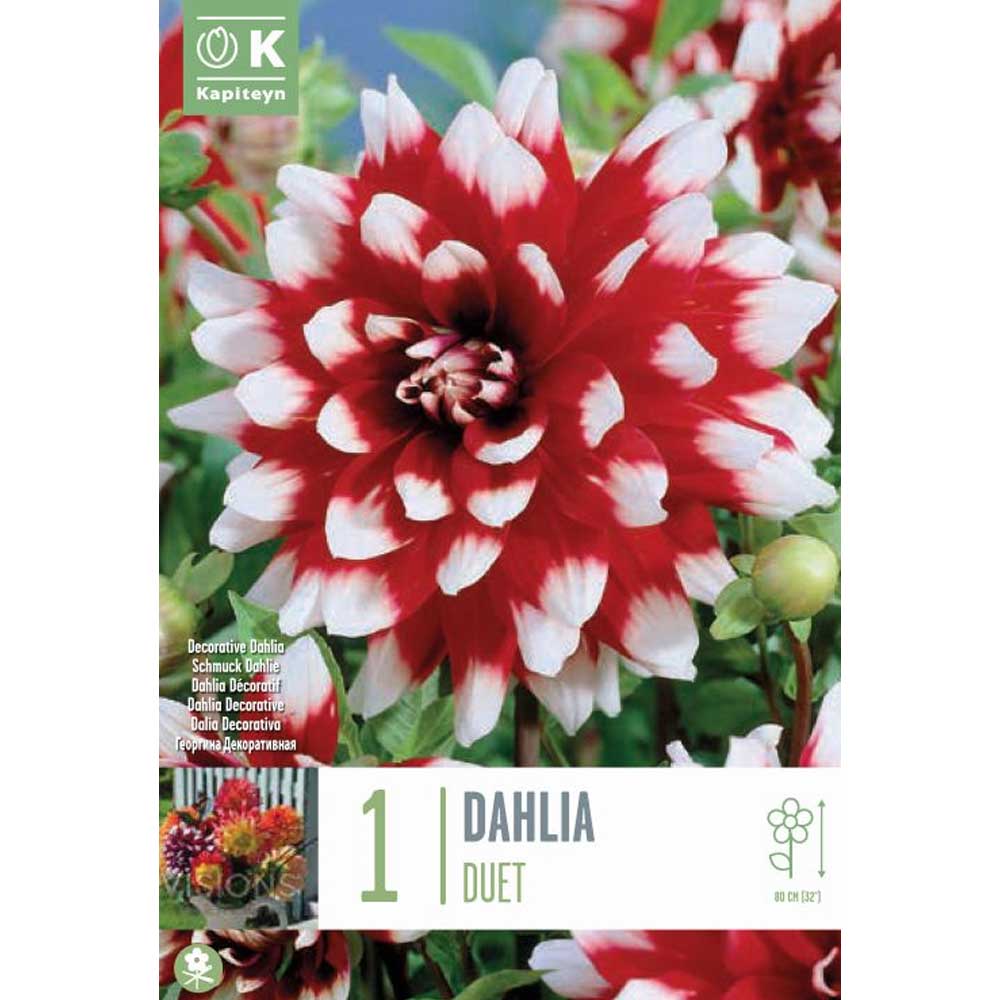 DAHLIA DUET