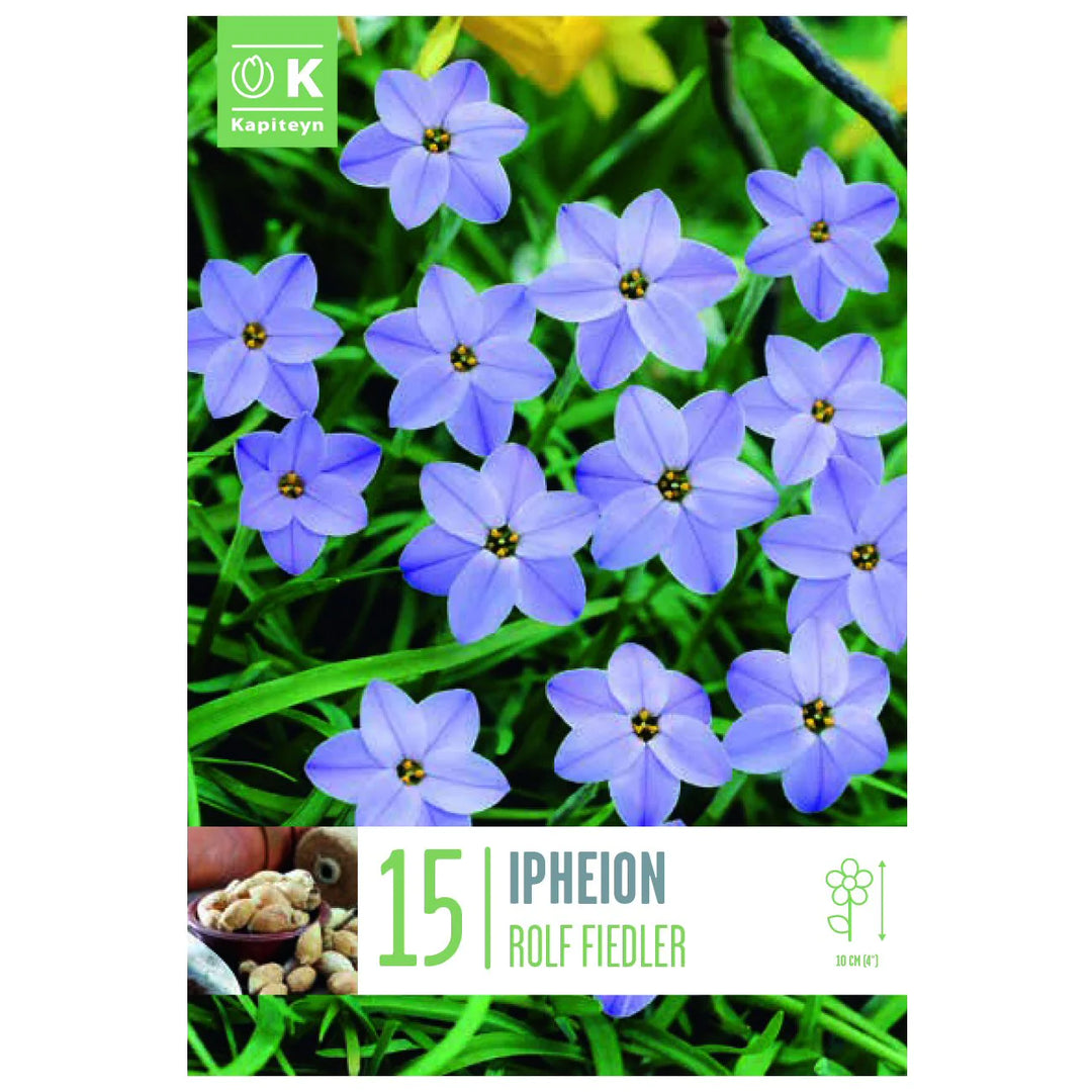 IPHEION ROLF FIEDLER 15 Bulbs