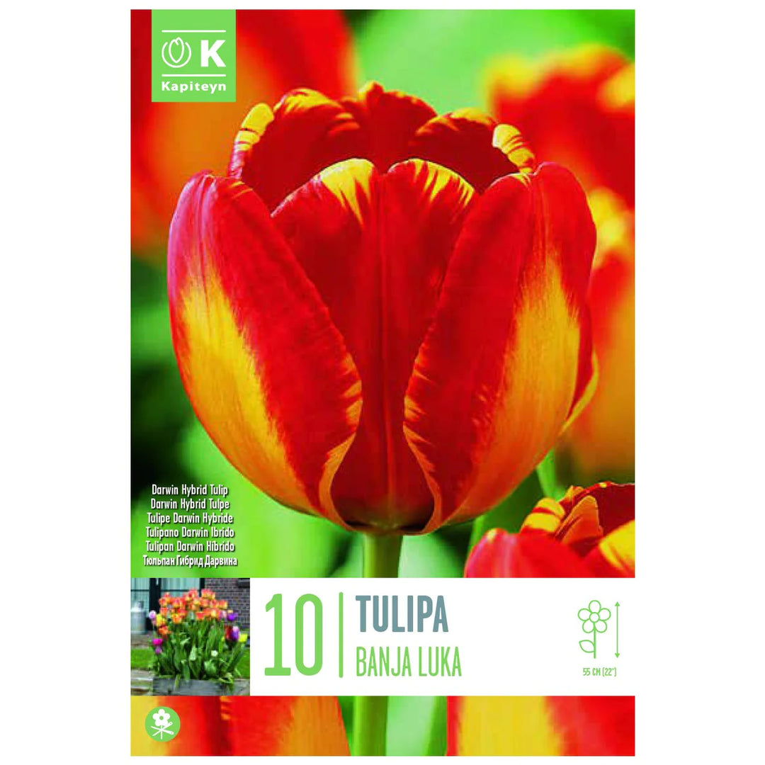 TULIPA BANJA LUKA X 10