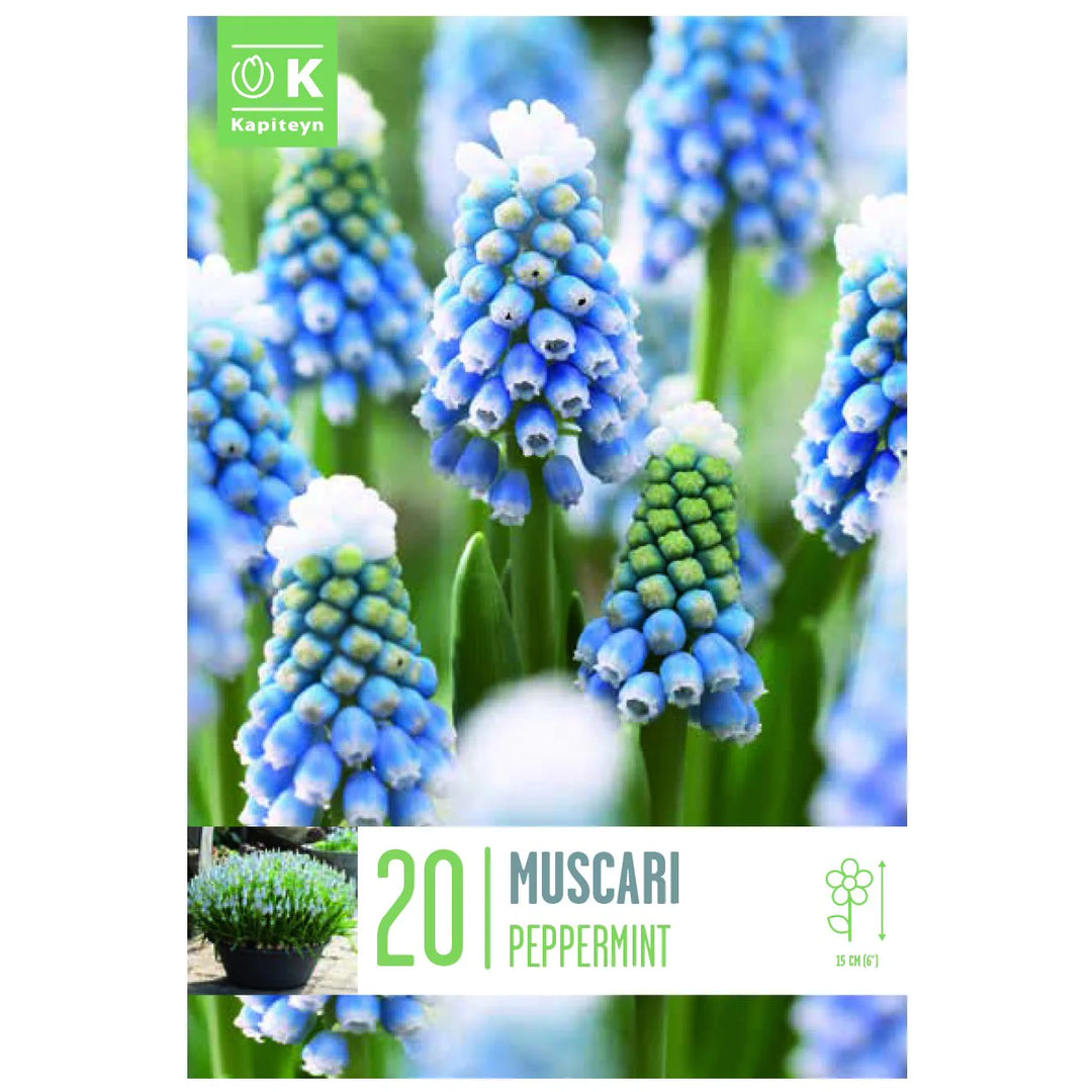 MUSCARI PEPPERMINT X 20