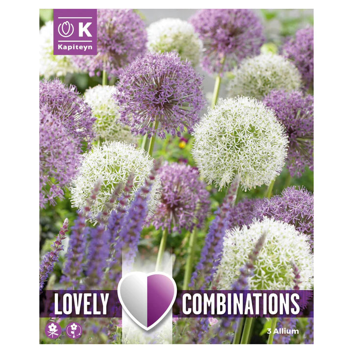 COMBI ALLIUM GIANT BULBS x 3