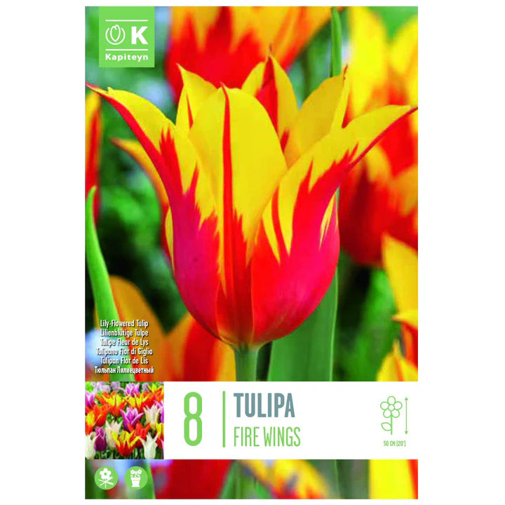 TULIPA FIRE WINGS X 8