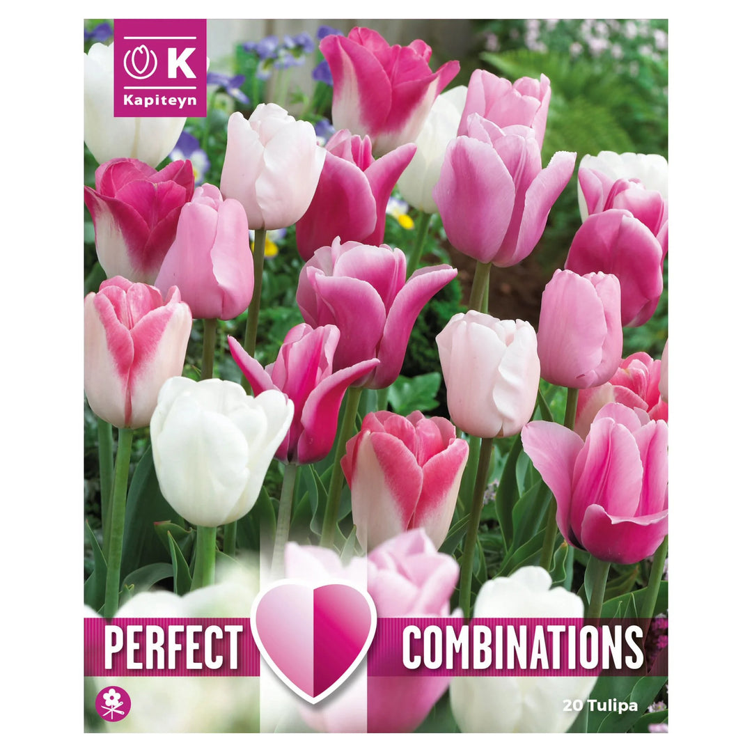 COMBI TULIPA PINK & WHITE BLEND 20 Bulbs