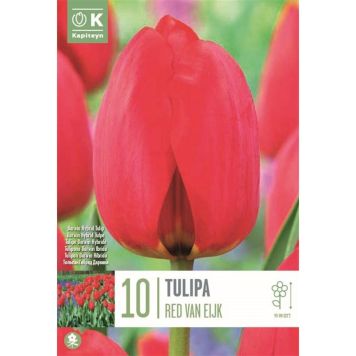 TULIP RED VAN EIJK X 10