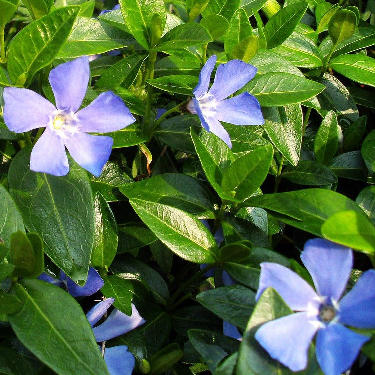 Vinca minor Bowles Variety