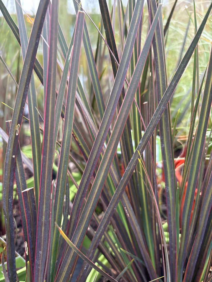 Libertia ixiodes Taupo Sunset