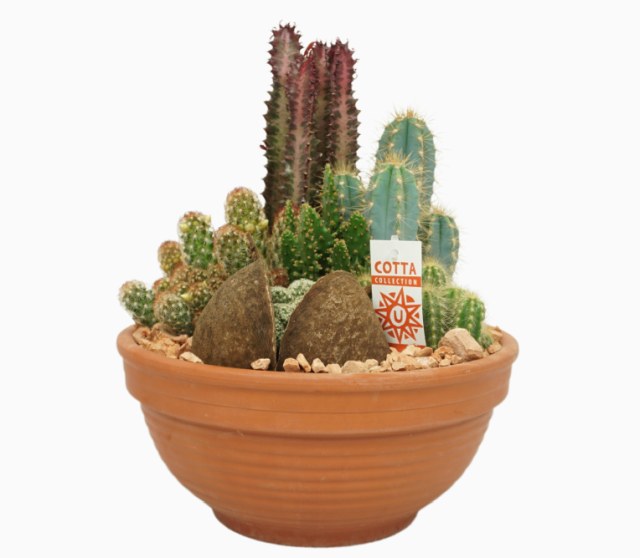 Cactus Arrangement (32cm  Terracotta Pot)