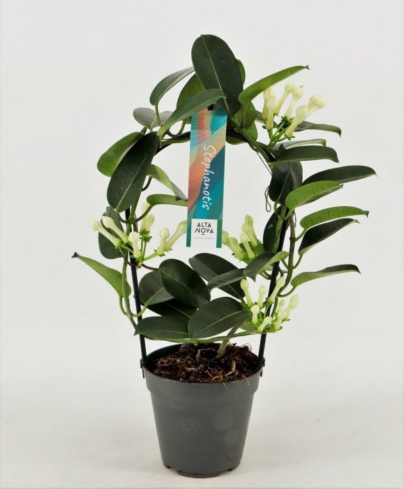 Stephanotis floribunda approx 9-10 flowers in 12cm Pot ( Madagascar Jasmine )