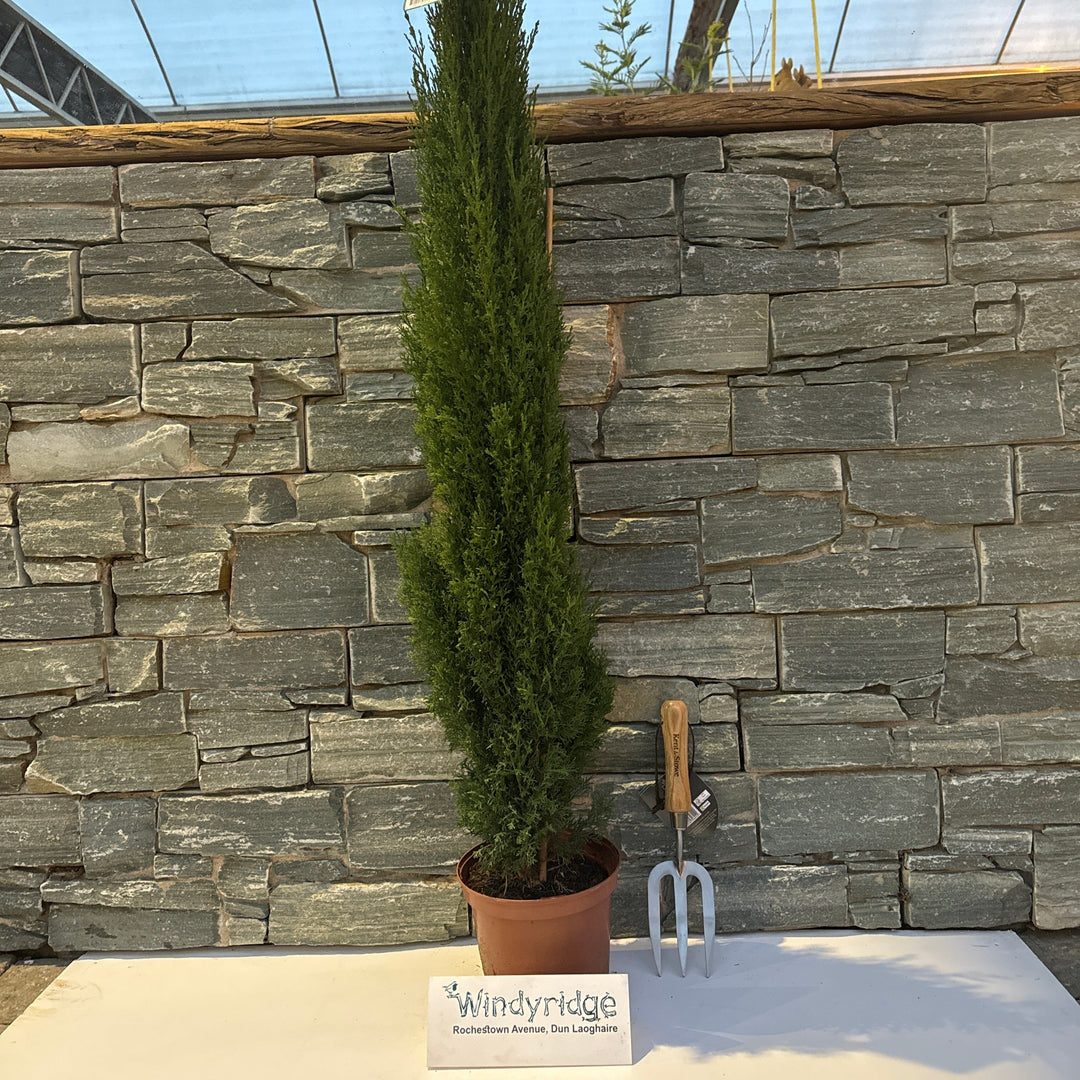 Cupressus sempervirens  P21