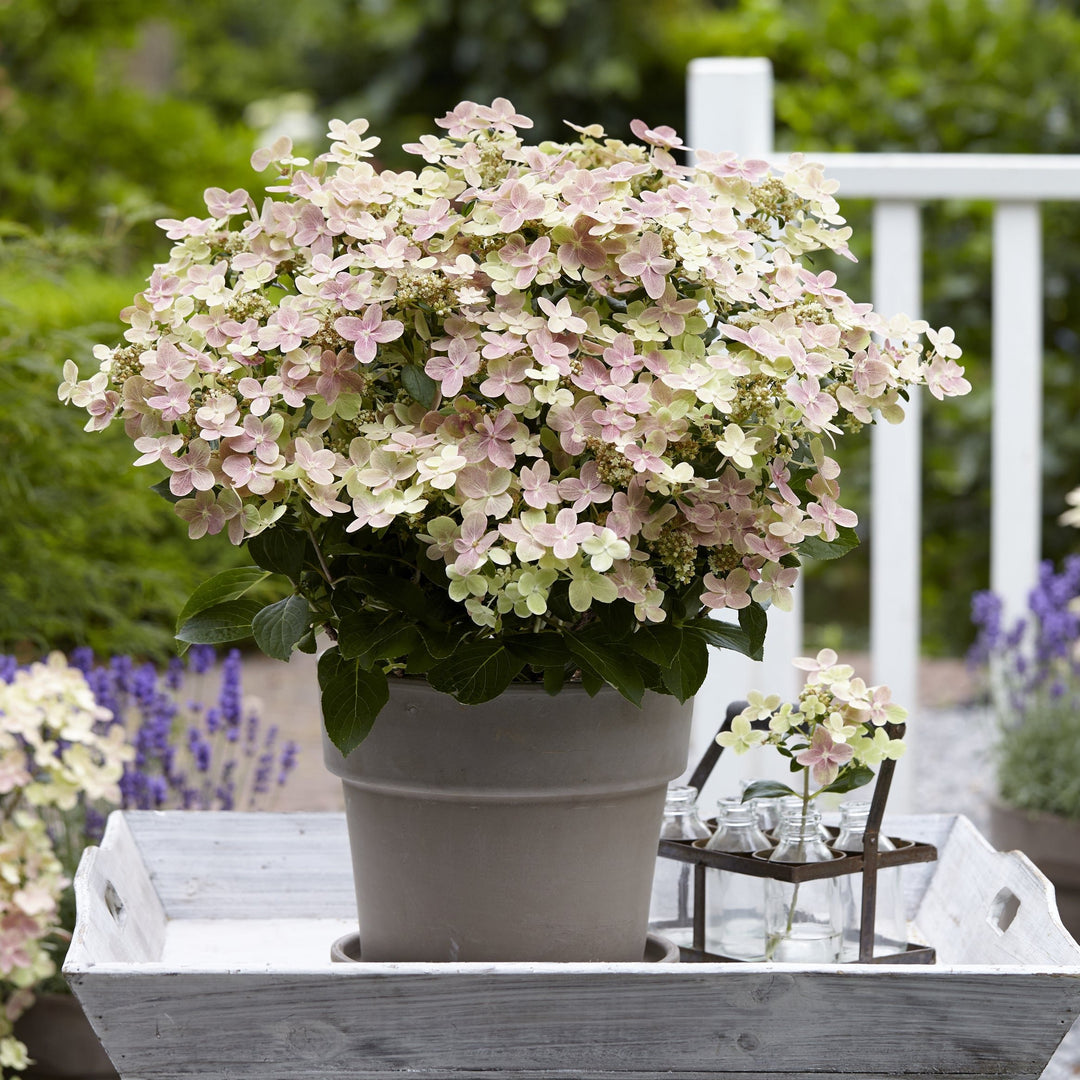 HYDRANGEA PAN. (S)WITCH
OPHELIA (PBR)