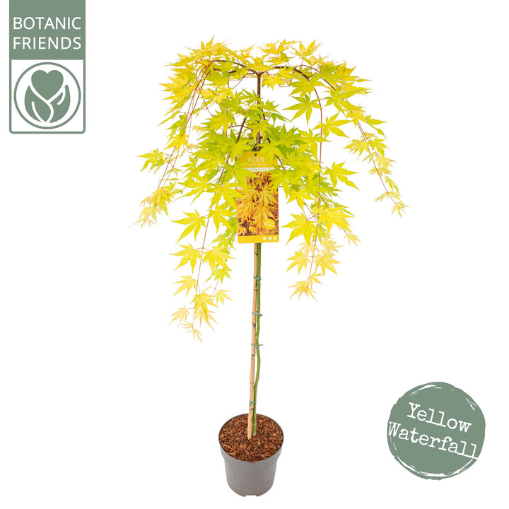 ACER PALM.  CASCADE GOLD  (PBR)