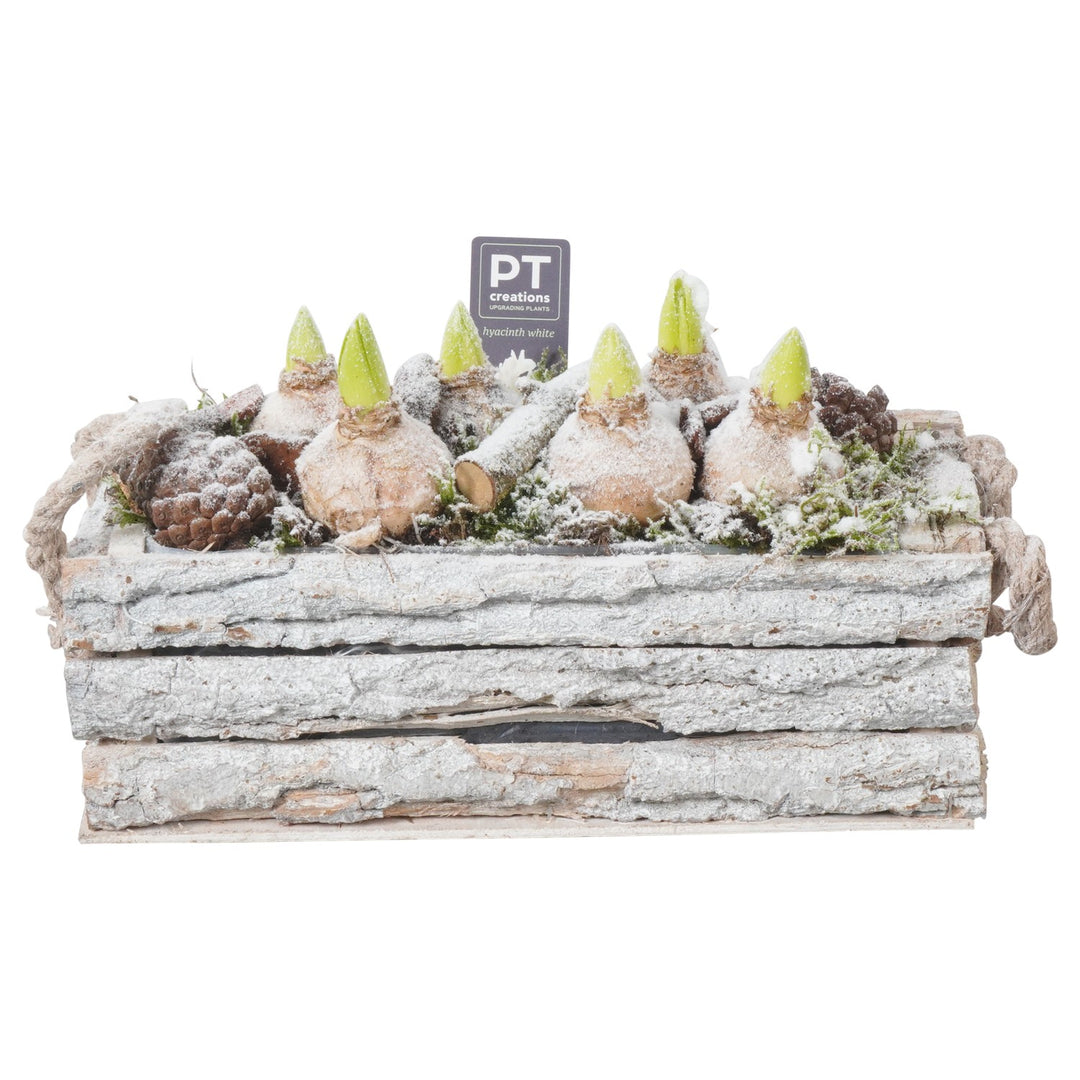 Arr. Hyacinthus in wooden tray