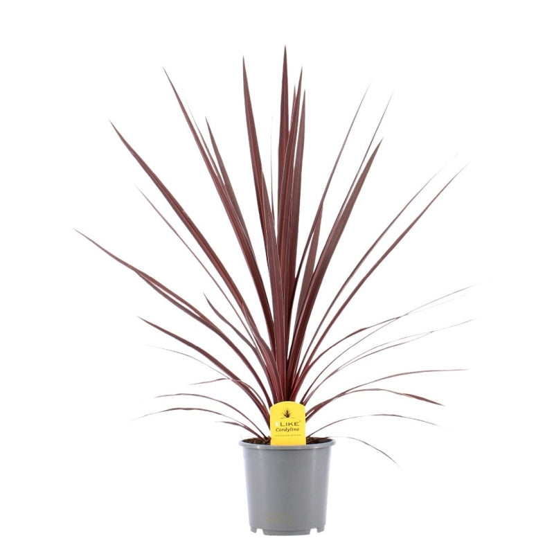 Cordyline austr. Red Star  P17