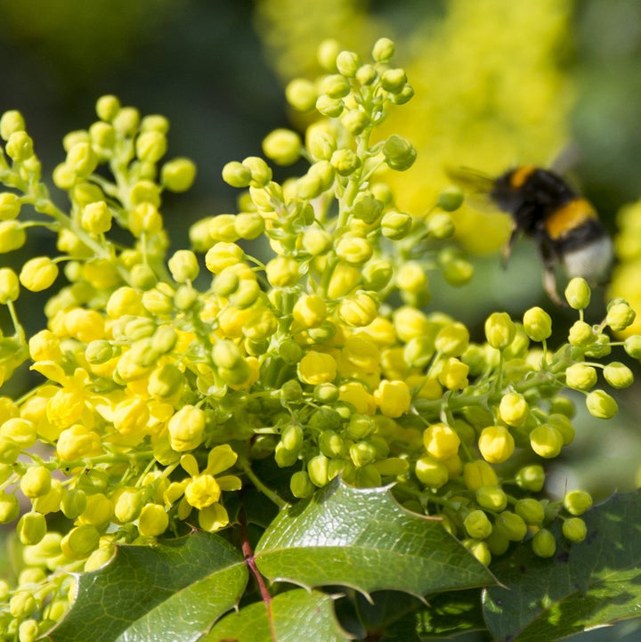 Mahonia eur. Soft Caress