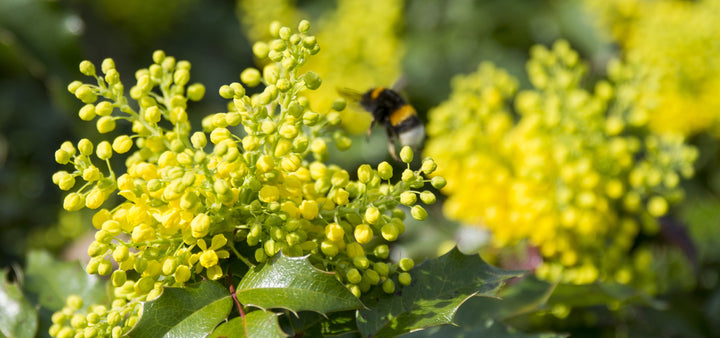 Mahonia Soft Caress