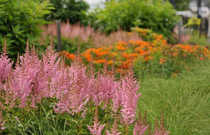 ASTILBE Spotlight