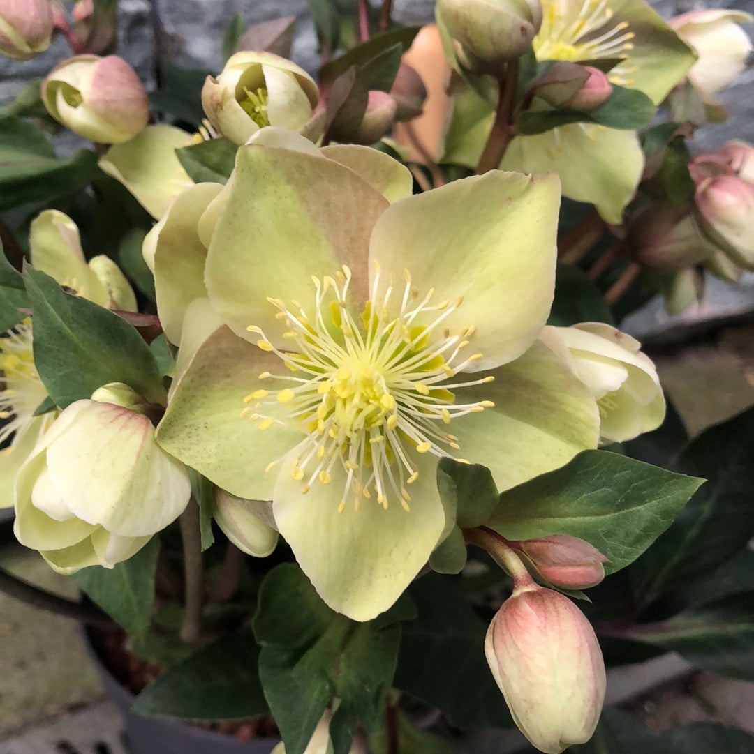 Helleborus Winter Darling Helleborus Beauty Princess 17 CM