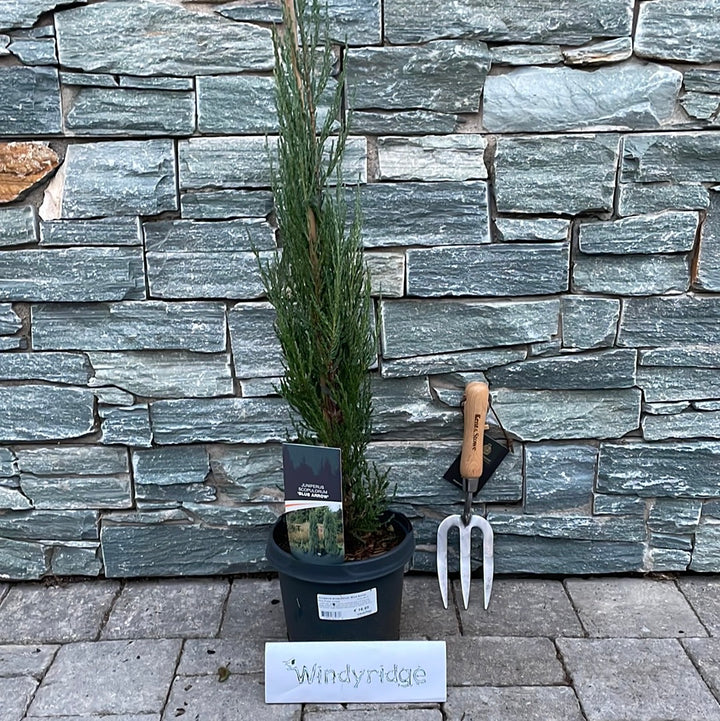 Juniperus scopulorum Blue Arrow  50-60 CM C3