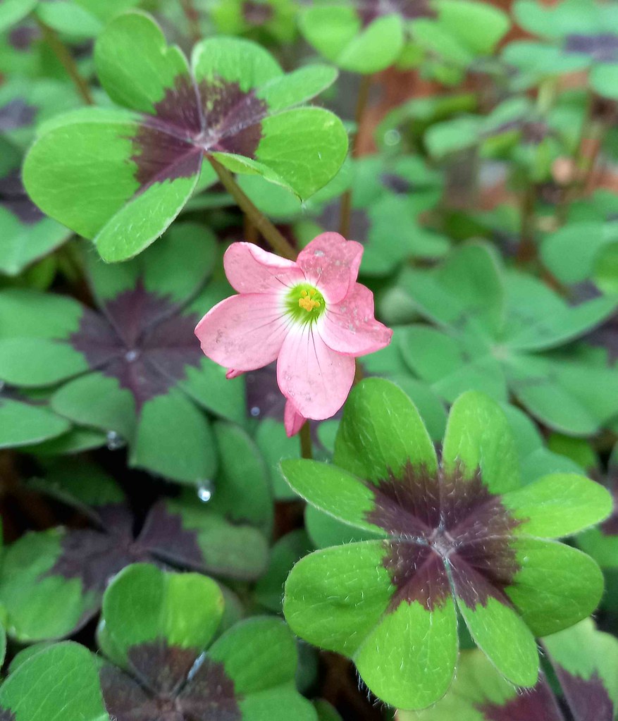 Oxalis deppei