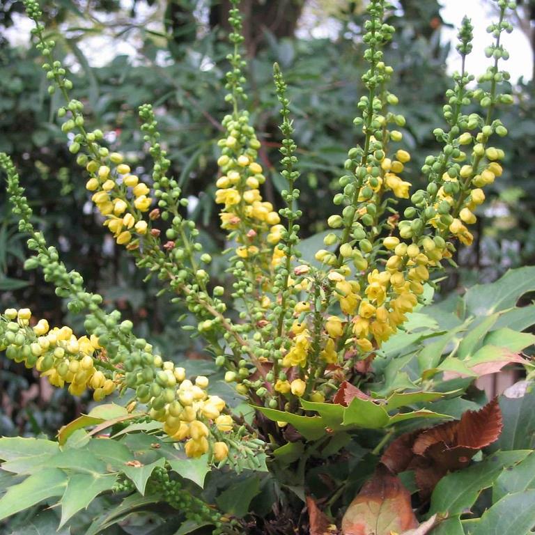 Mahonia media Winter Sun  40-50 CM C3