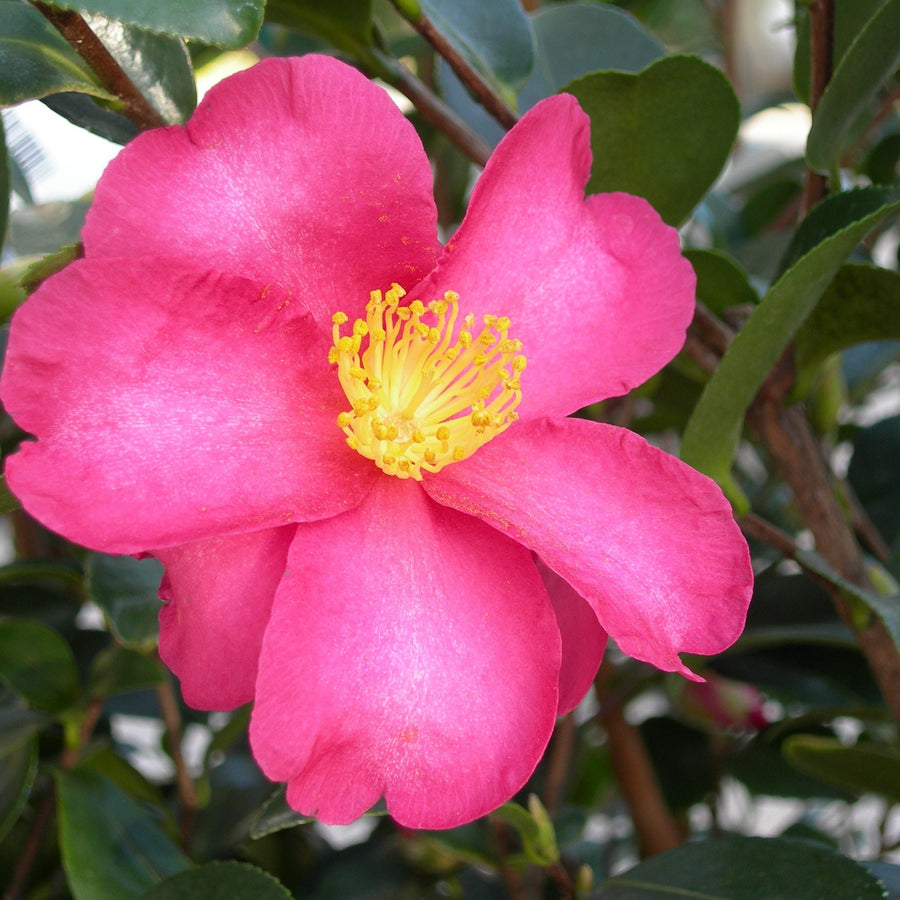 Camellia-sas.-Red-Flower-1