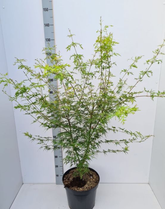 Acer palmatum Seiryu  80-100 CM C12