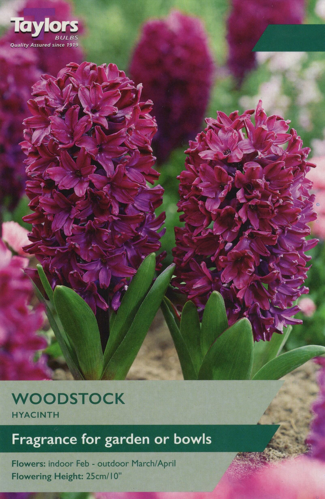 HYACINTH WOODSTOCK x 6