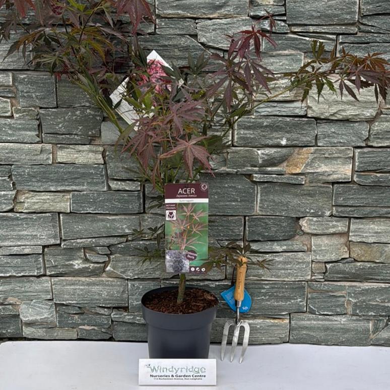 Acer palmatum Sumi-nagashi  5 Ltr pot